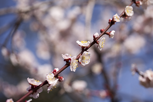 20120321_大阪城公園梅林 20120321_大阪城公園梅林