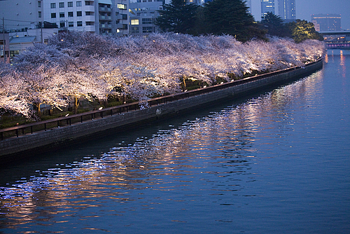 天満橋からみる桜 天満橋からみる桜