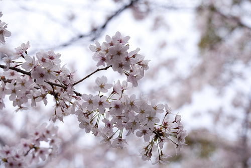 高津宮の桜2012 高津宮の桜2012