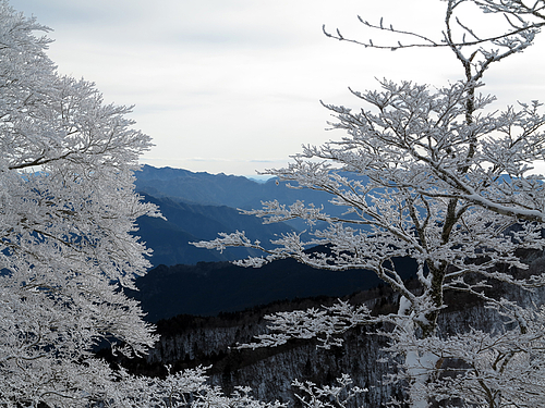 山上ヶ岳_霧氷 山上ヶ岳_霧氷