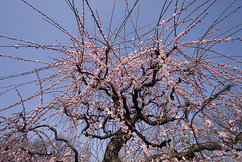 20120321_大阪城公園梅林3 20120321_大阪城公園梅林3