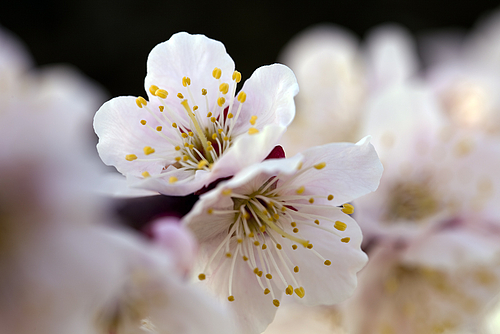 20120321_大阪城公園梅林2 20120321_大阪城公園梅林2