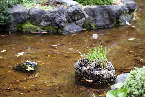 長居植物園_綿帽子 長居植物園_綿帽子