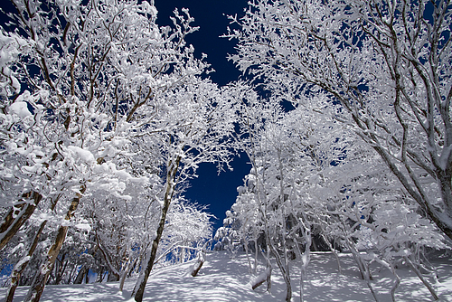 201202_山上ヶ岳の霧氷4 201202_山上ヶ岳の霧氷4