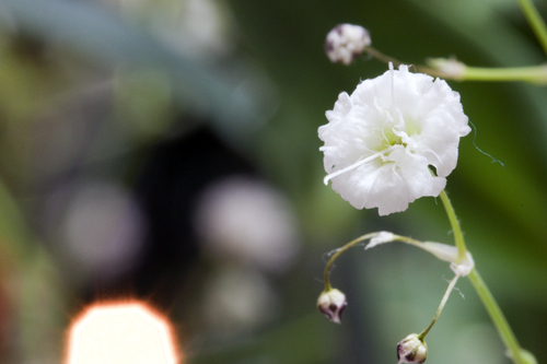 かすみ草