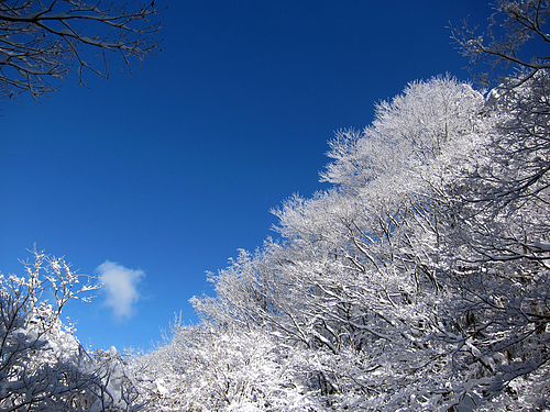 201202_山上ヶ岳の霧氷1 201202_山上ヶ岳の霧氷1