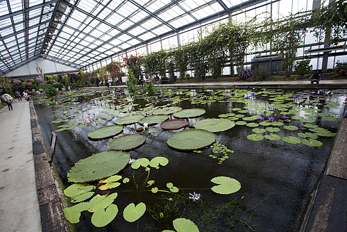 花鳥園_スイレン池 花鳥園_スイレン池