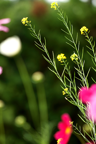 菜の花 菜の花
