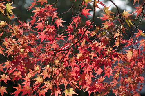 momiji