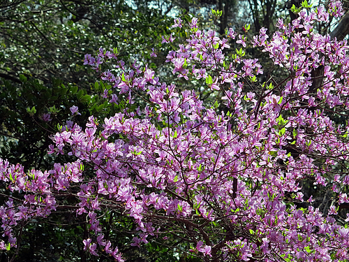 山桜 山桜