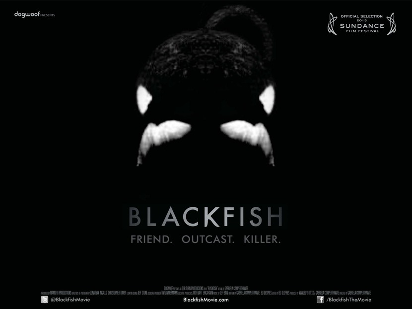 Dogwoof_Documentary_Blackfish_Quad_