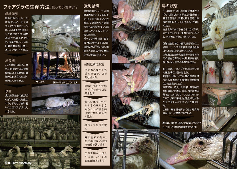 NOフォアグラ:裏