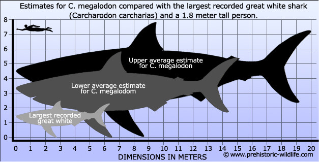 megalodon-size