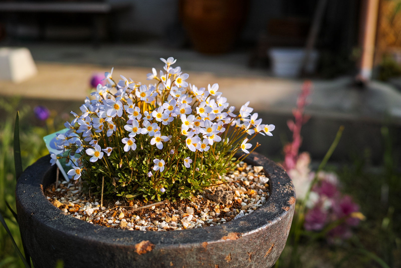 ヒナソウ 記録写真