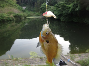 ブルーギル1