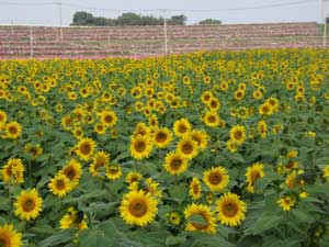 三光コスモス園のひまわり