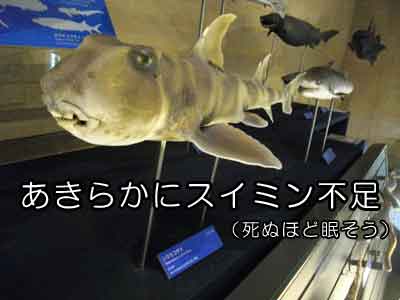 シマネコザメ