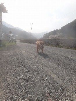 いぬなき峠 (50)
