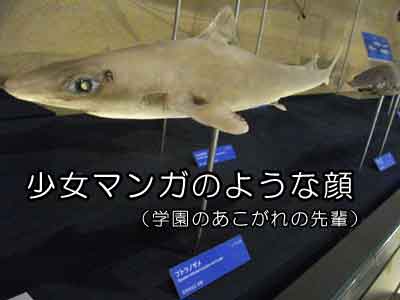 フトツメザメ