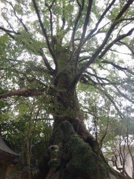 太宰府町道12