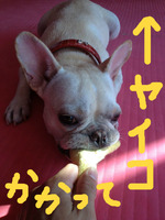 BlogPaint