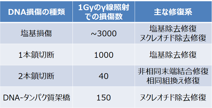 livedoor