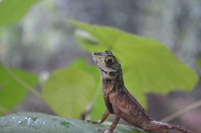 【動画】めちゃくちゃクセの強いハワイのトカゲが面白い件ｗｗｗｗ