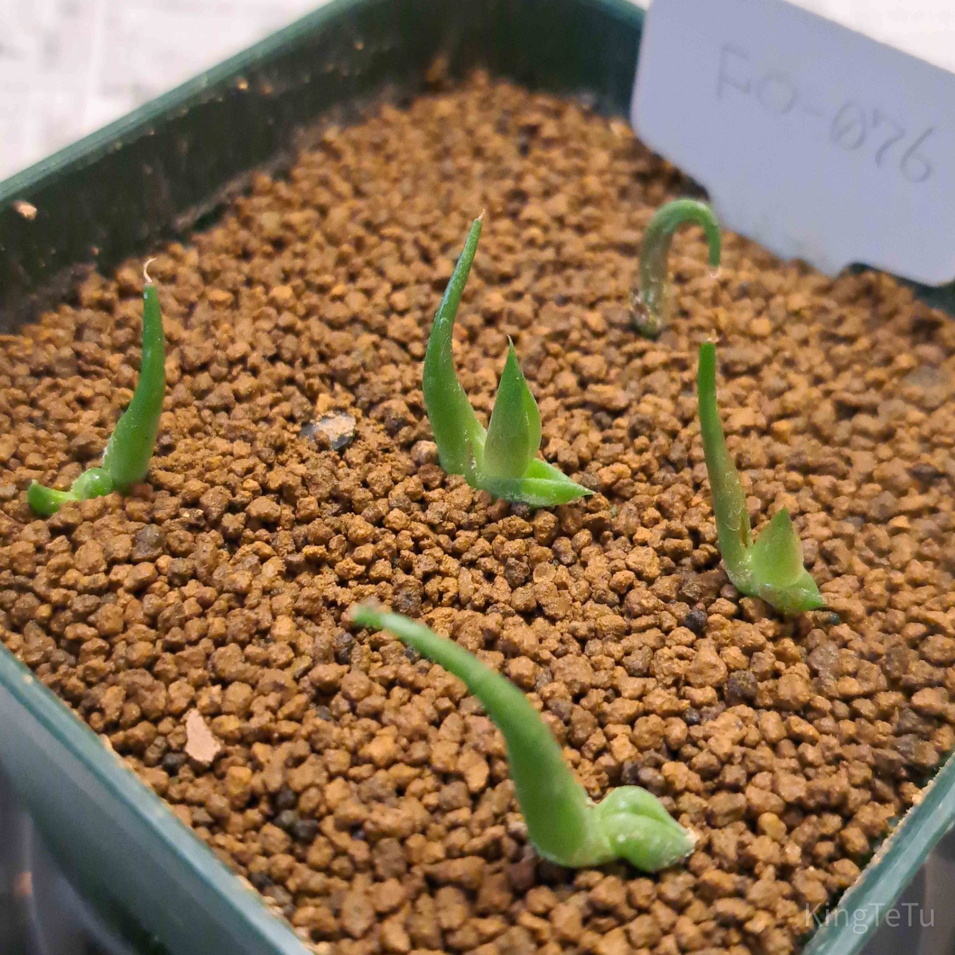 白閃or吹雪柱 2本組 A 120cm 98cm(鉢底から)