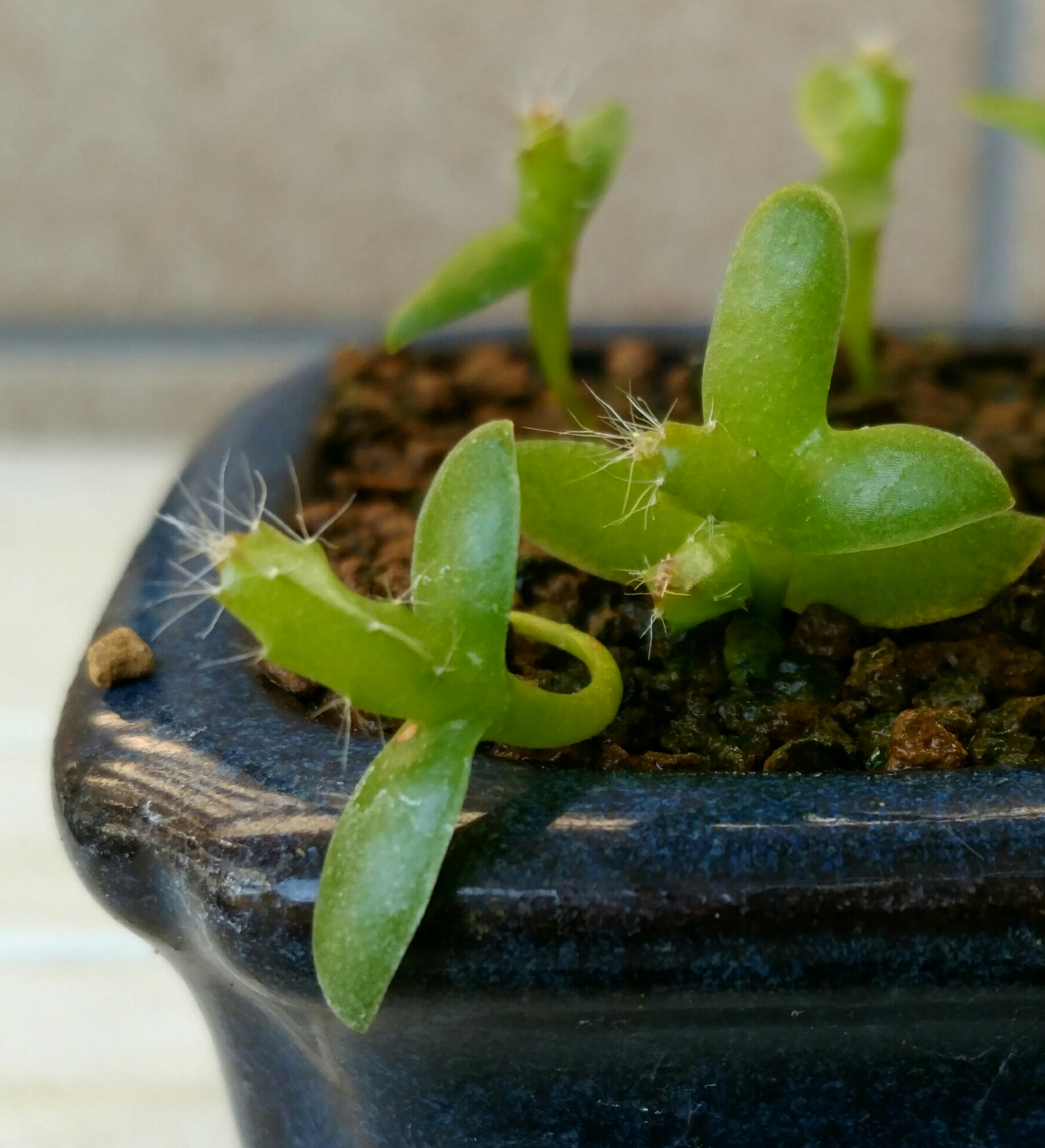 ドラゴンフルーツ植え替え 盆栽な感じで 的な