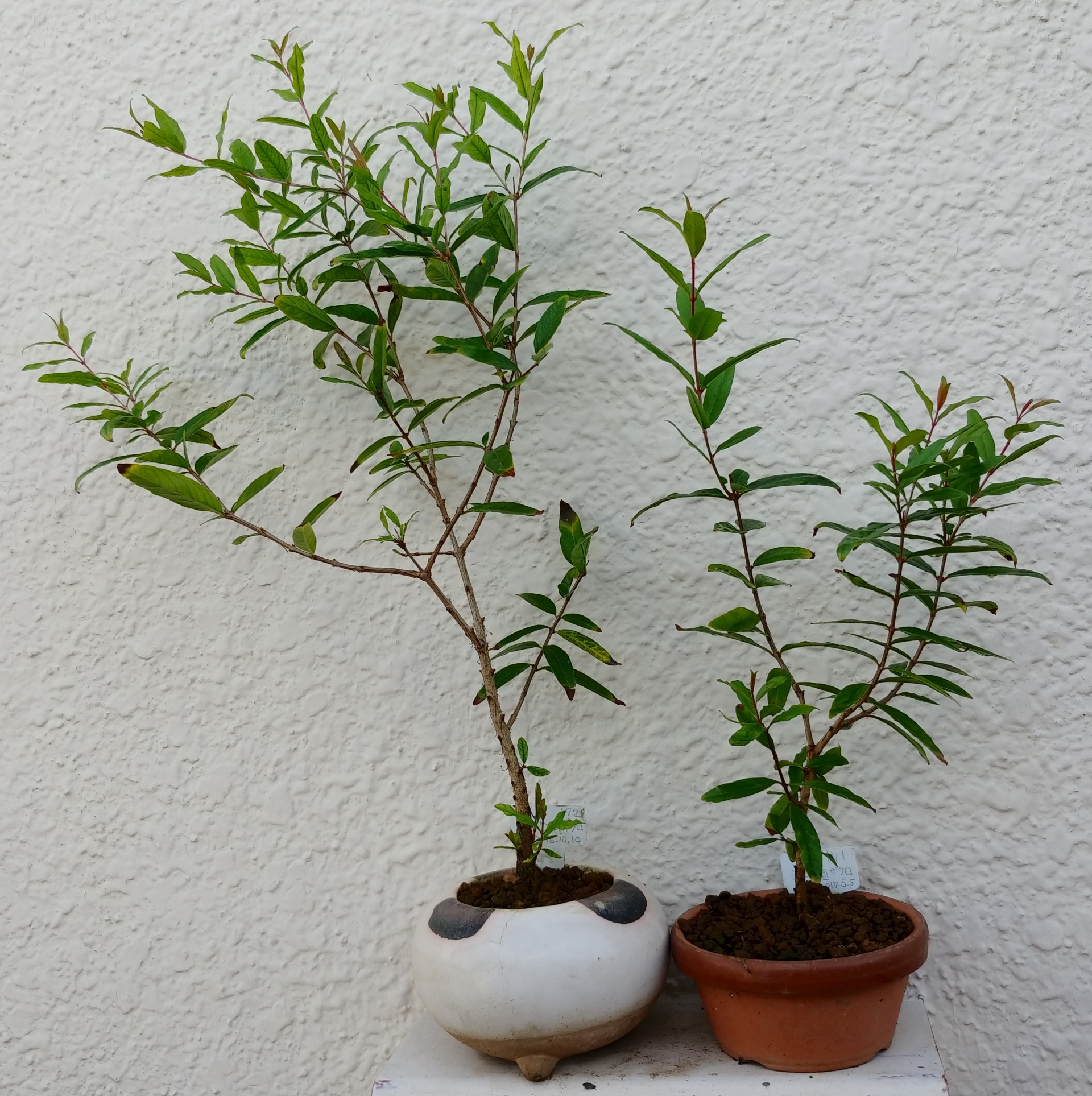 実生2年目ザクロ8月 盆栽な感じで 的な