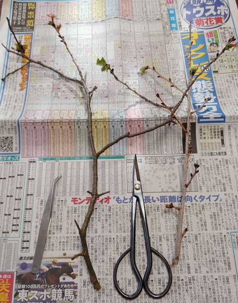 十月桜の挿し木について 盆栽な感じで 的な