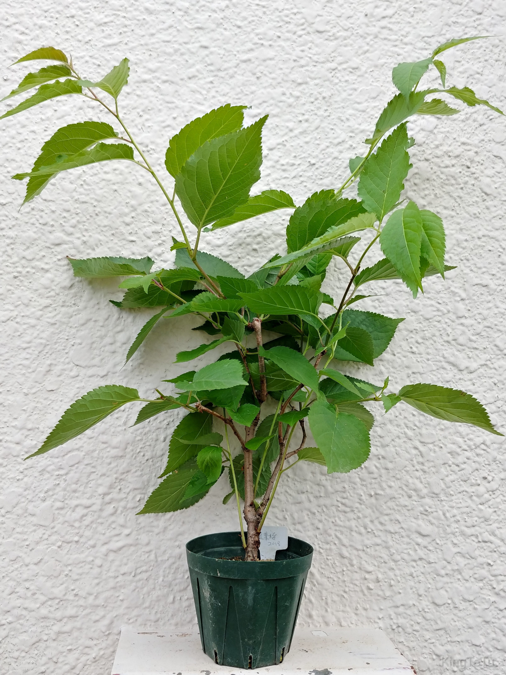 実生3年目桜5月その2 盆栽な感じで 的な