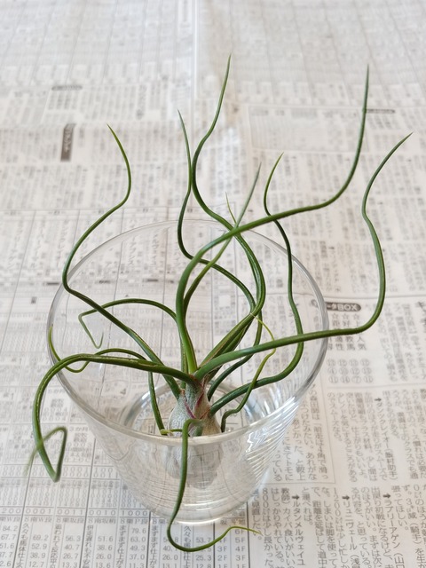 チランジアブルボーサベリーズ 盆栽な感じで 的な