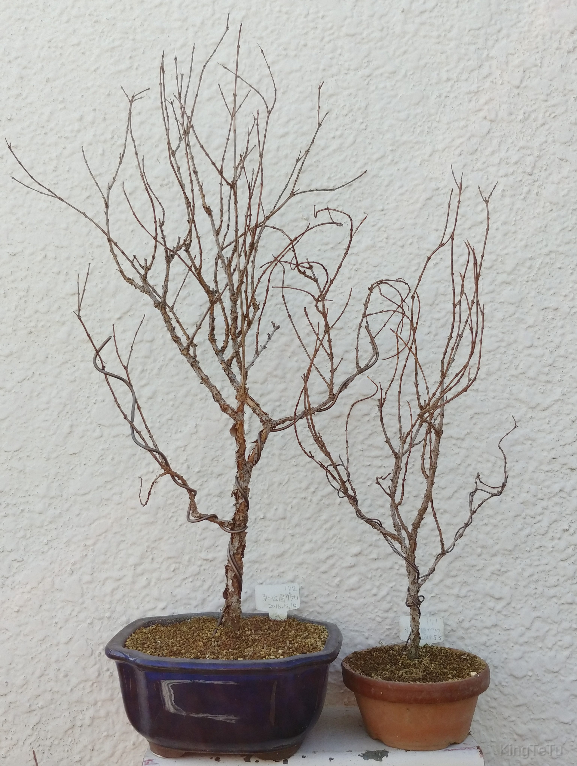 実生4年目ザクロ2月 盆栽な感じで 的な