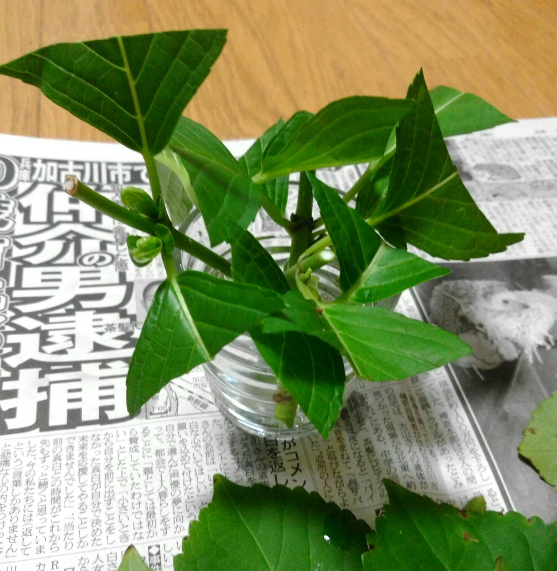 アジサイの挿し木について 盆栽な感じで 的な