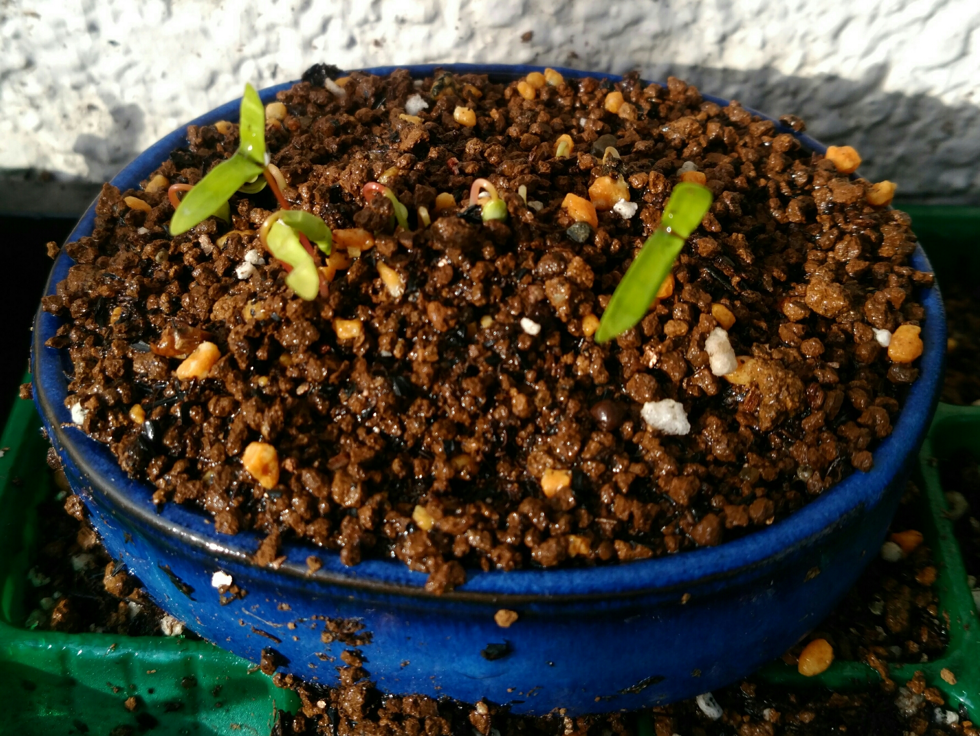 もみじの寄せ植えが発芽 盆栽な感じで 的な