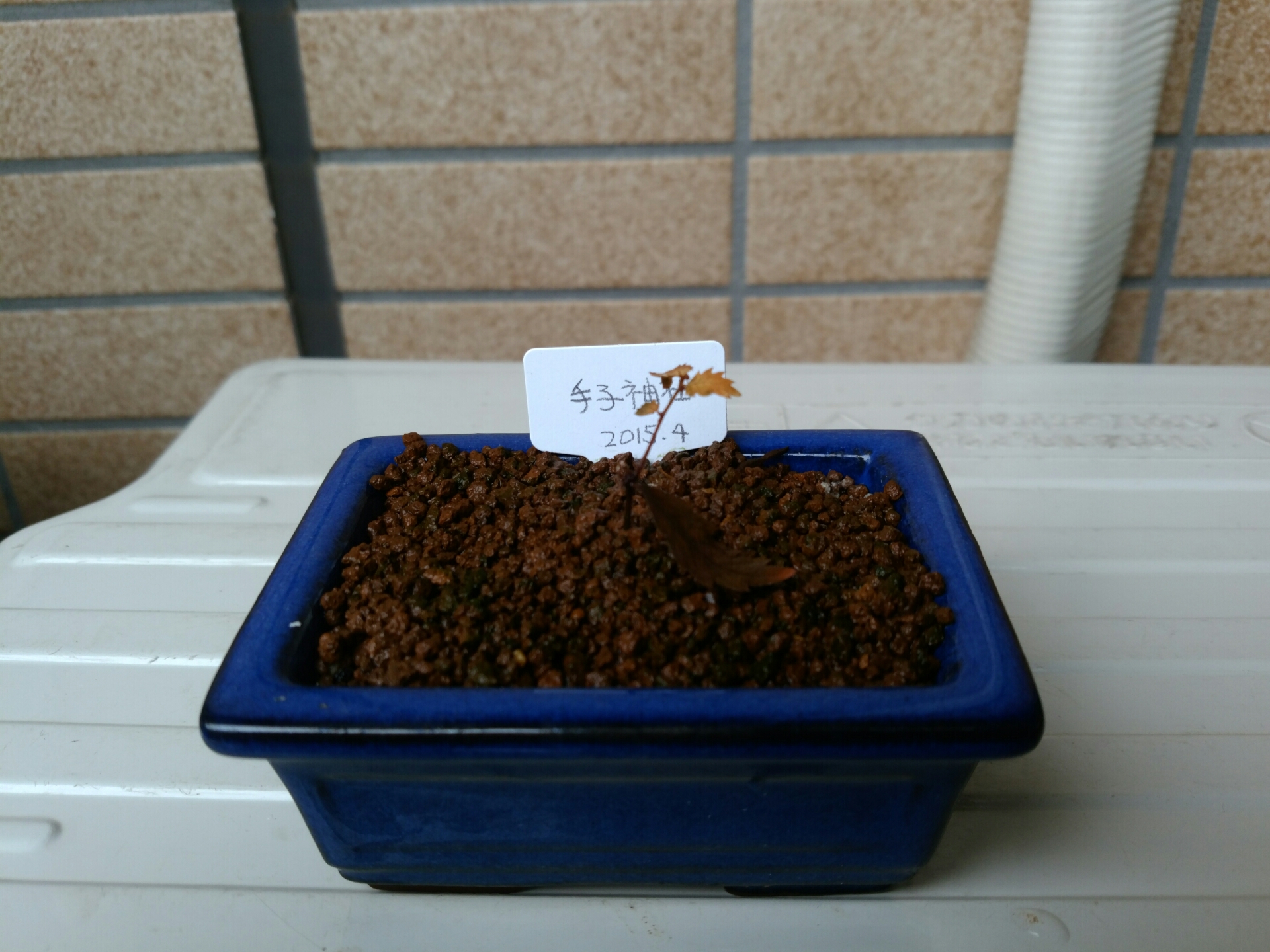 実生 1年目 ケヤキ 枯れた : 盆栽な感じで…的な！