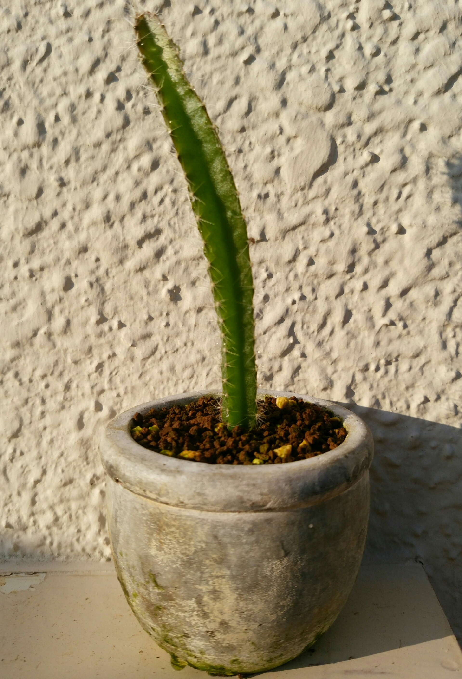 実生2年目ドラゴンフルーツ10月 盆栽な感じで 的な