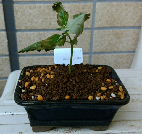 盆栽な感じで 的な 桜 盆栽な感じで 的な 桜