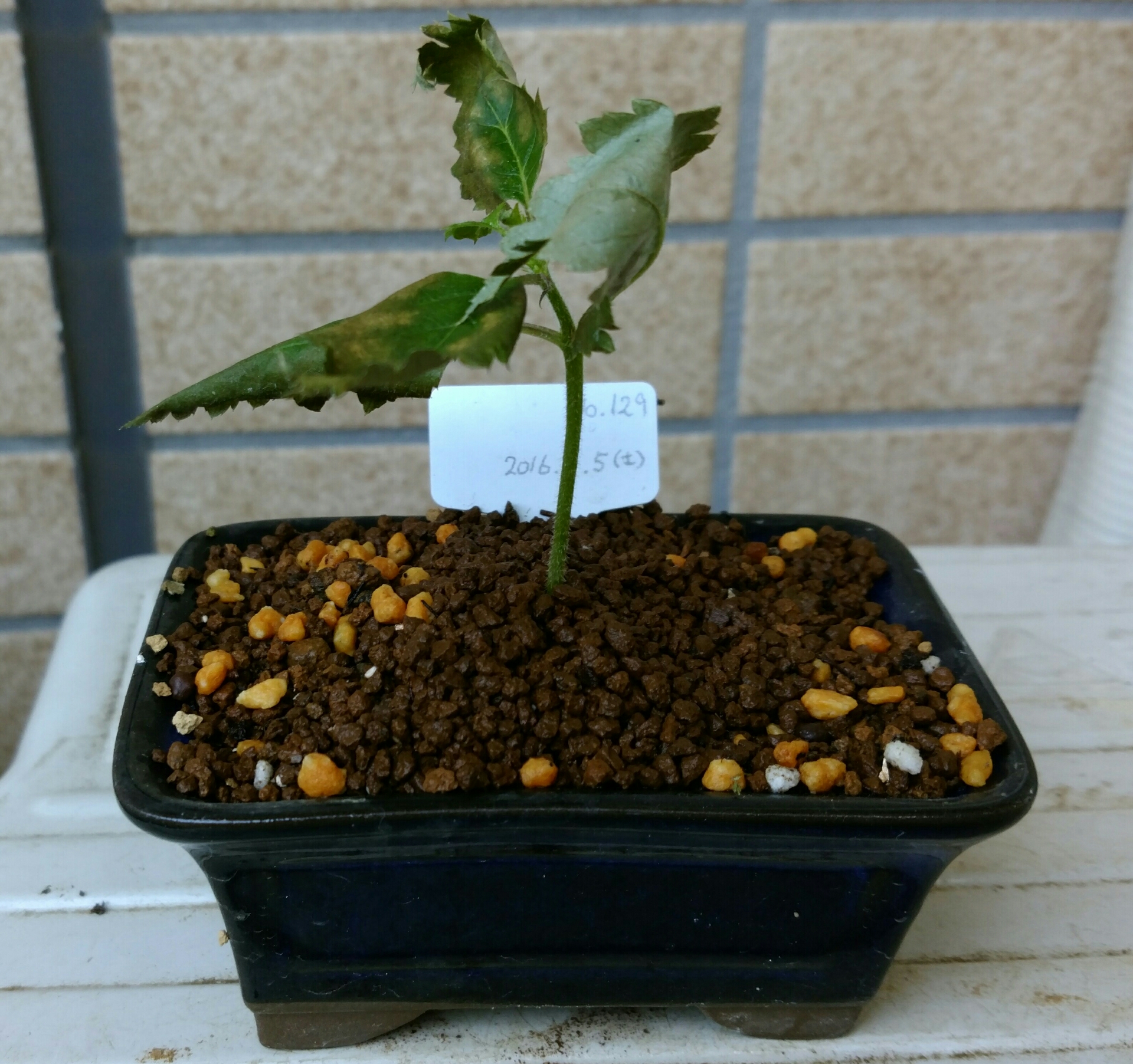 今回発芽した桜がピンチ 盆栽な感じで 的な