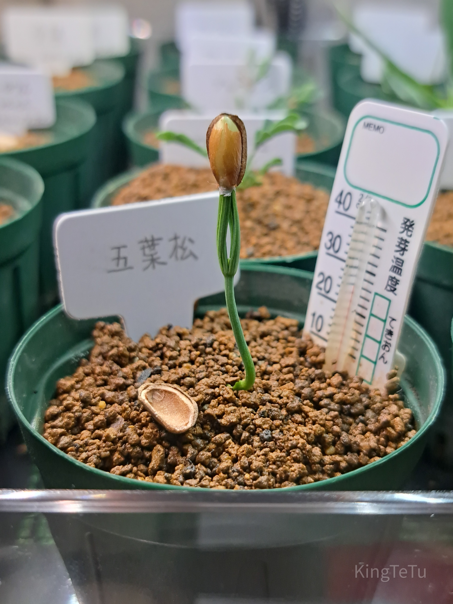 五葉松 盆栽9 那須五葉松(白笹) 9-3 取扱商品 | 盆栽のたかはら