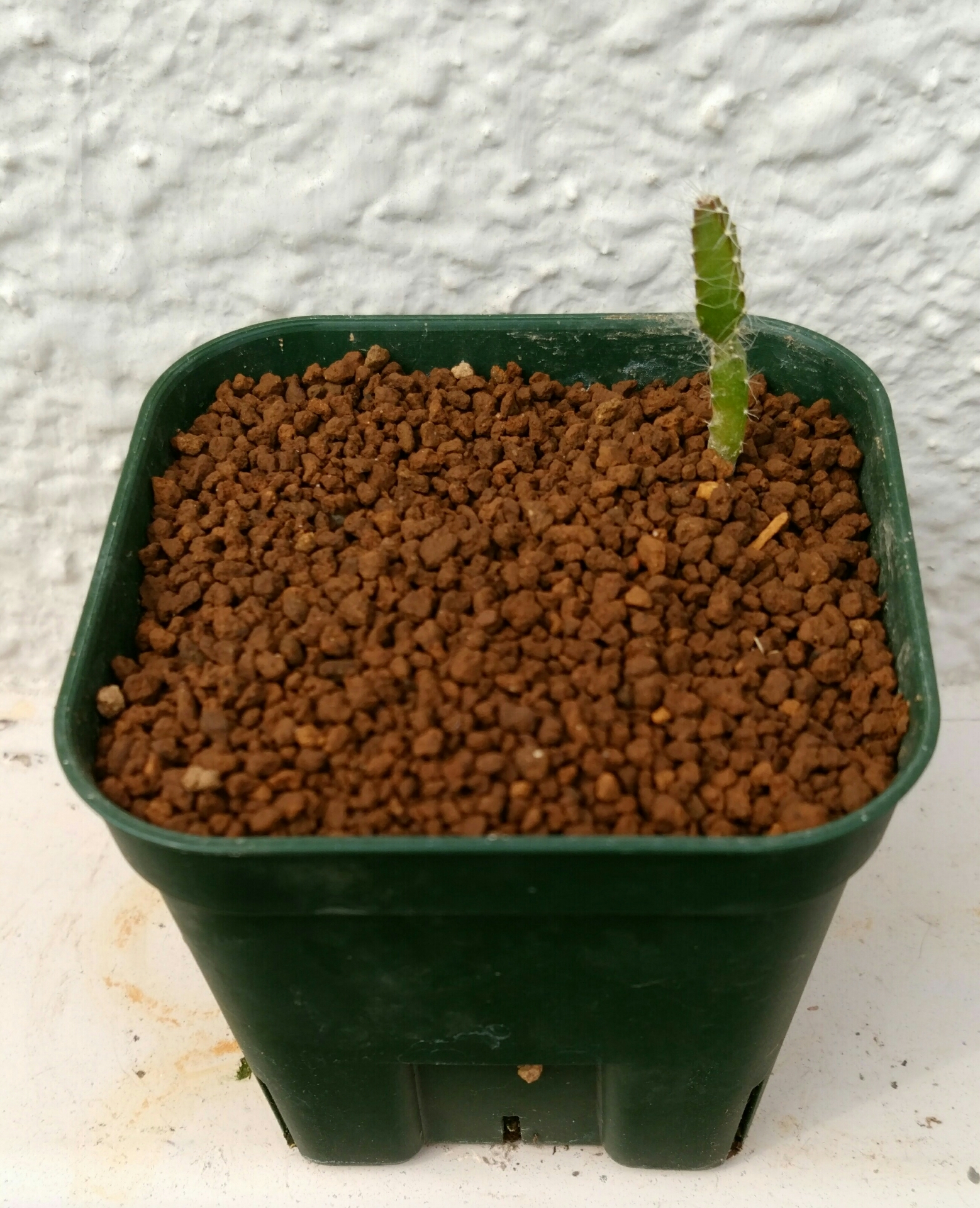 実生2年目ドラゴンフルーツ7月 盆栽な感じで 的な