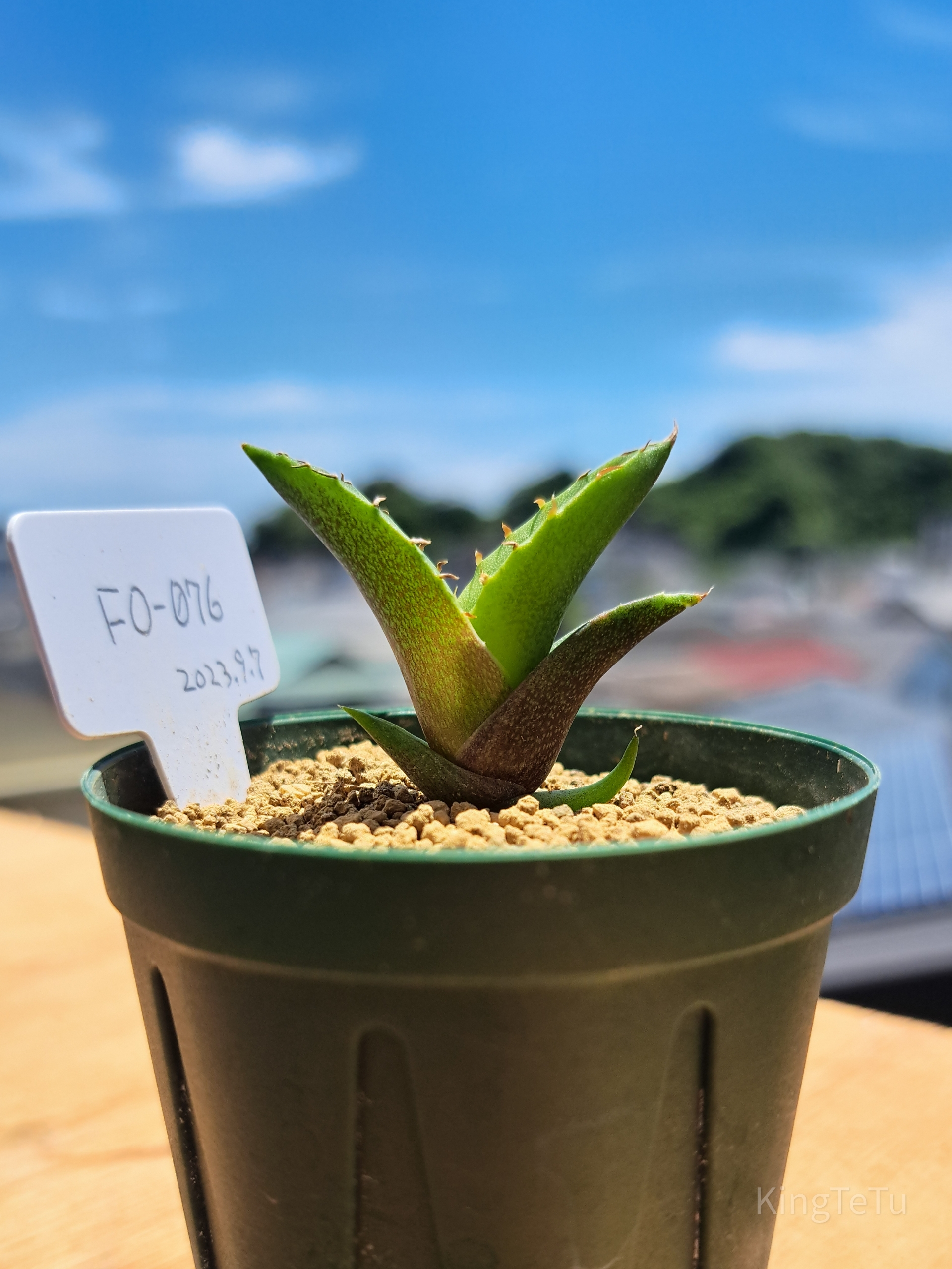 実生2年目アガベ6月 : 盆栽な感じで…的な！