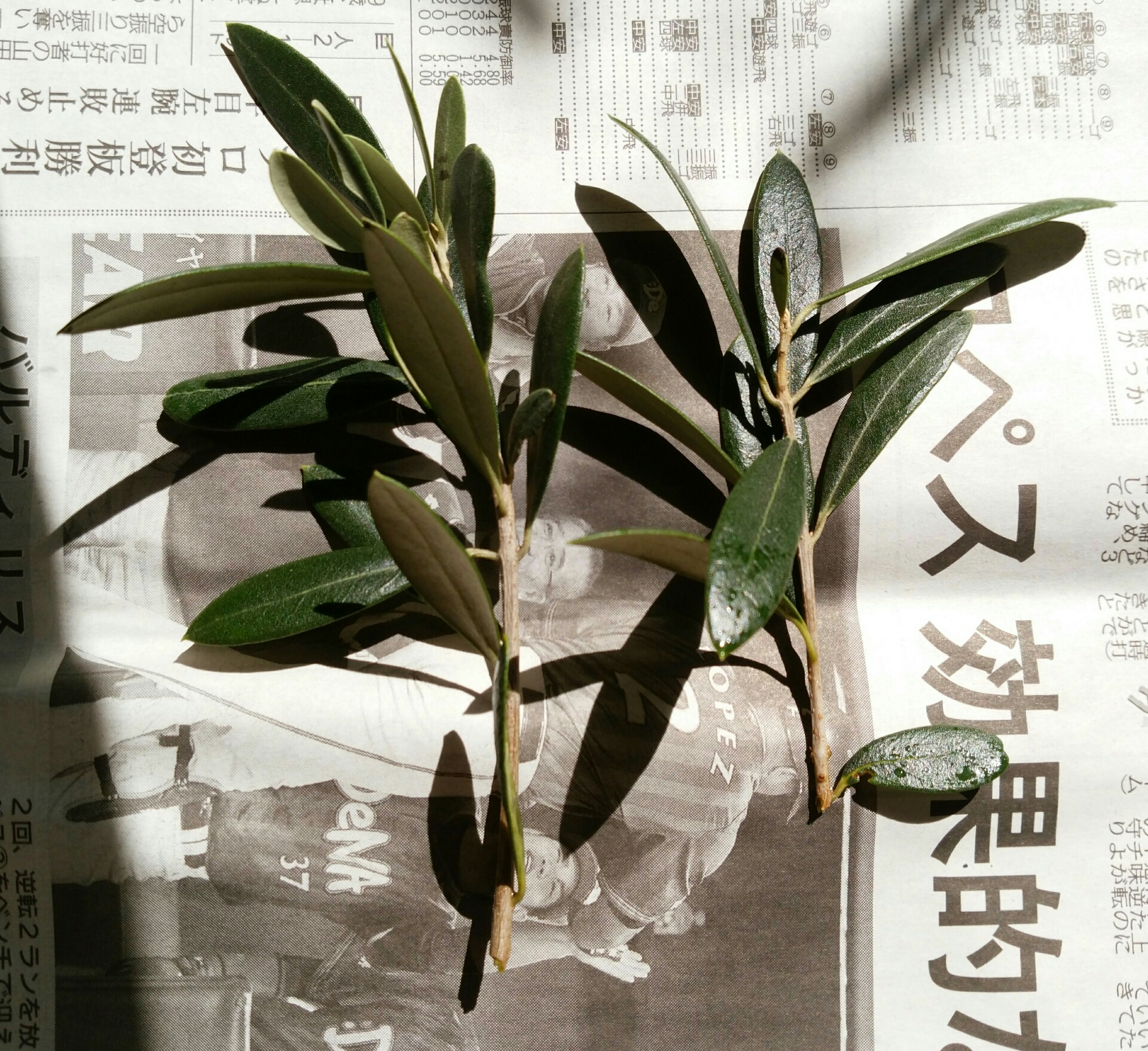 オリーブ挿し木saベルダル 盆栽な感じで 的な オリーブ挿し木saベルダル 盆栽な感じで 的な