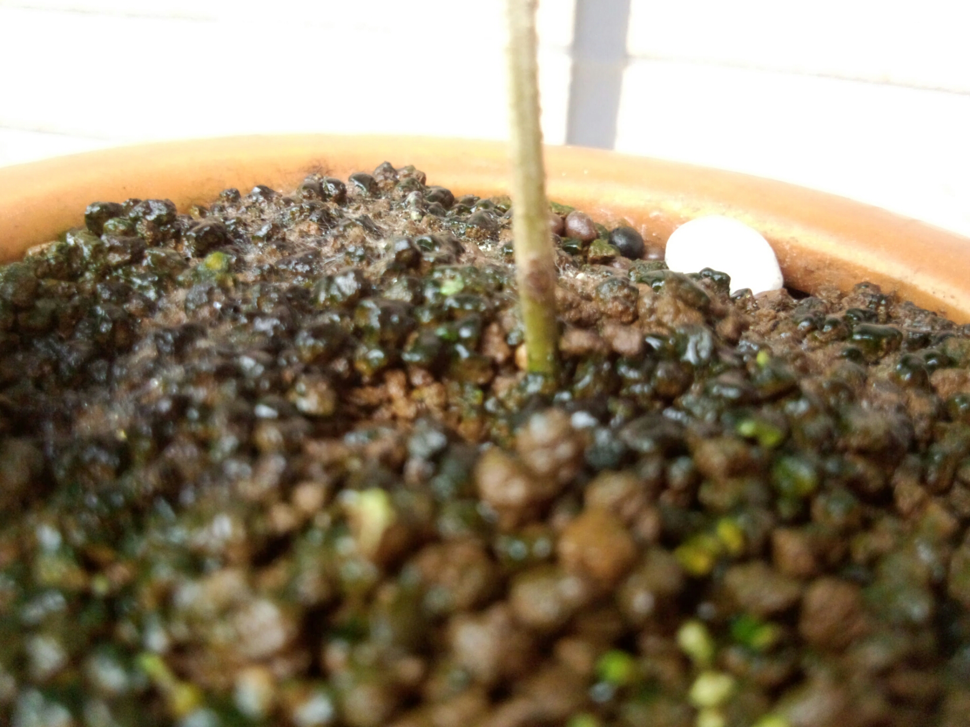 木酢液は盆栽にも良い効果があるのかな 盆栽な感じで 的な 木酢液は盆栽にも良い効果があるのかな 盆栽な感じで 的な