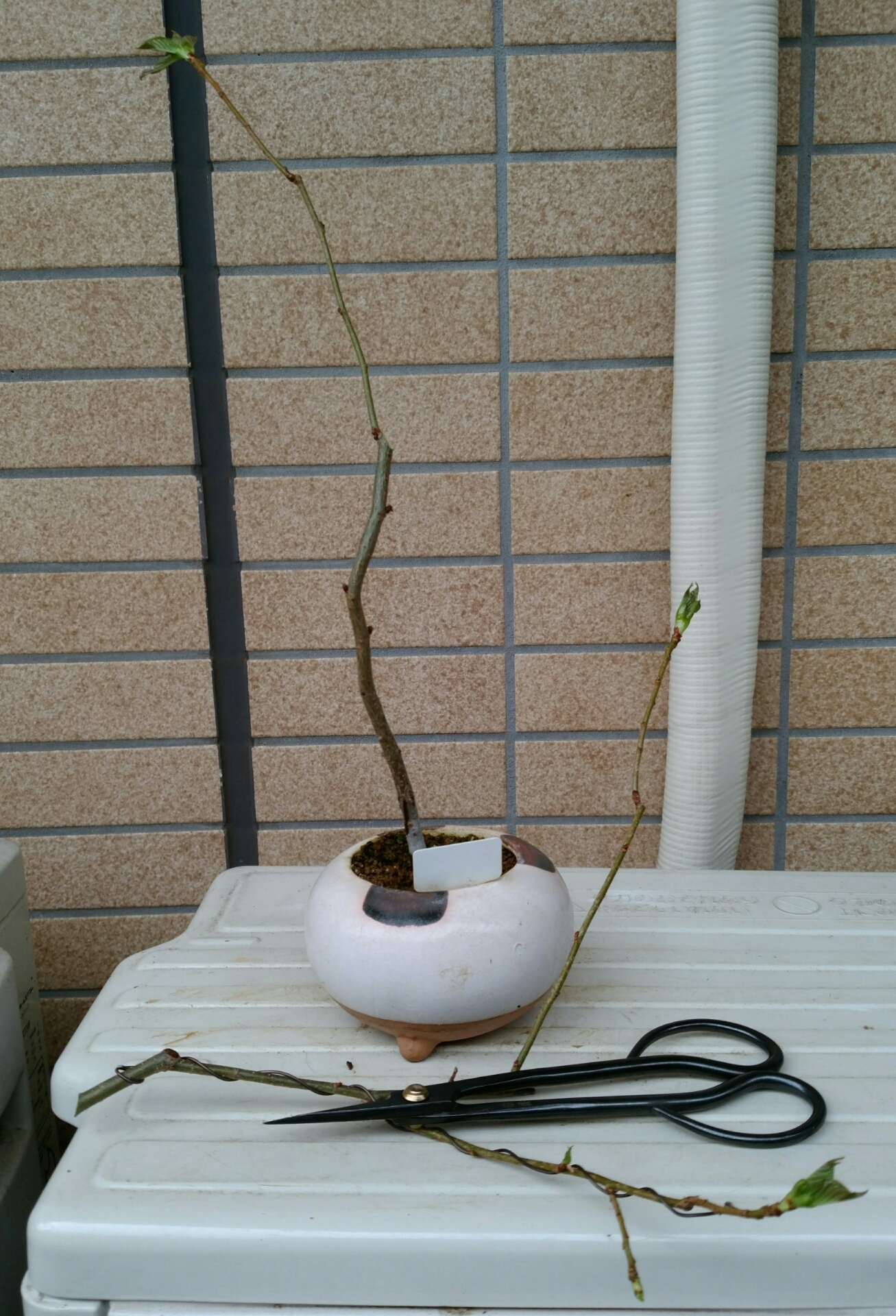 実生3年目桜の強剪定 盆栽な感じで 的な
