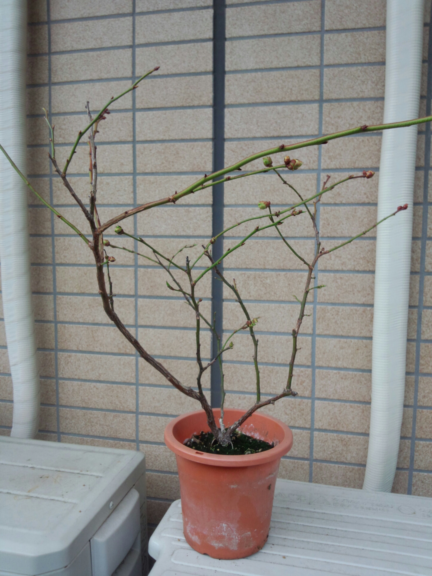 ブルーベリーの花芽 2 盆栽な感じで 的な ブルーベリーの花芽 2 盆栽な感じで 的な