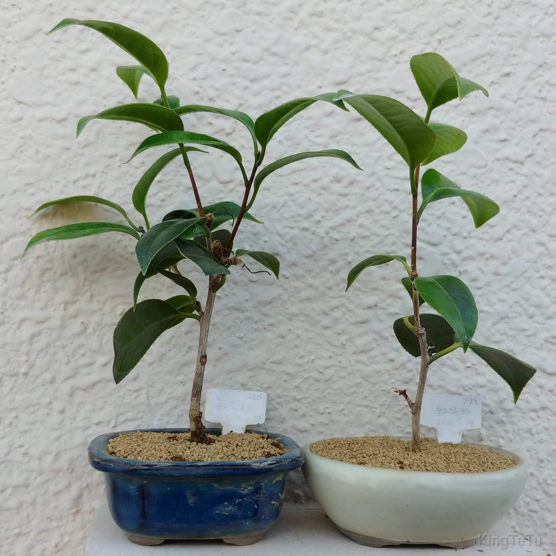 挿し木3年目椿6月 盆栽な感じで 的な