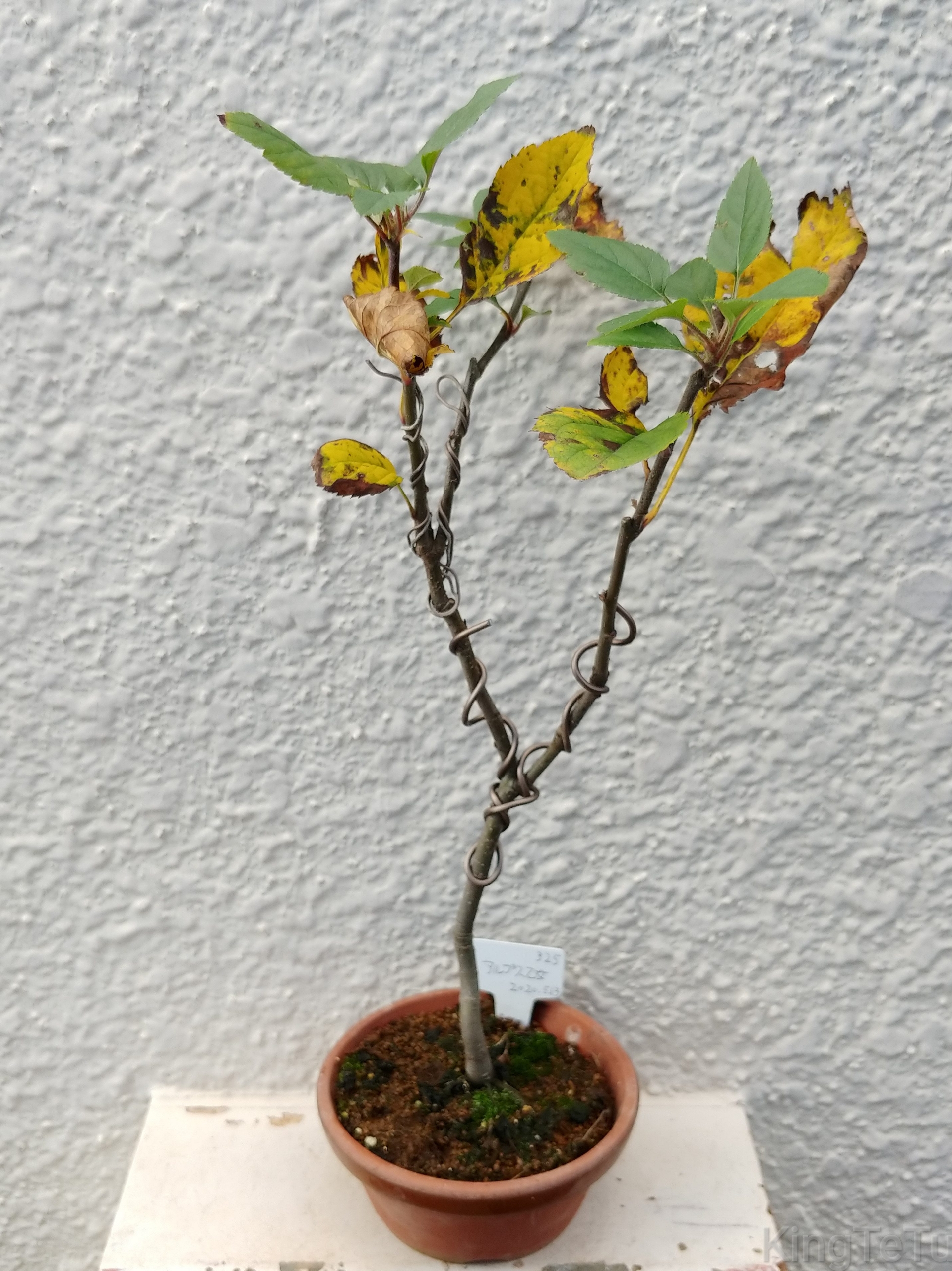 実生2年目アルプス乙女11月 盆栽な感じで 的な