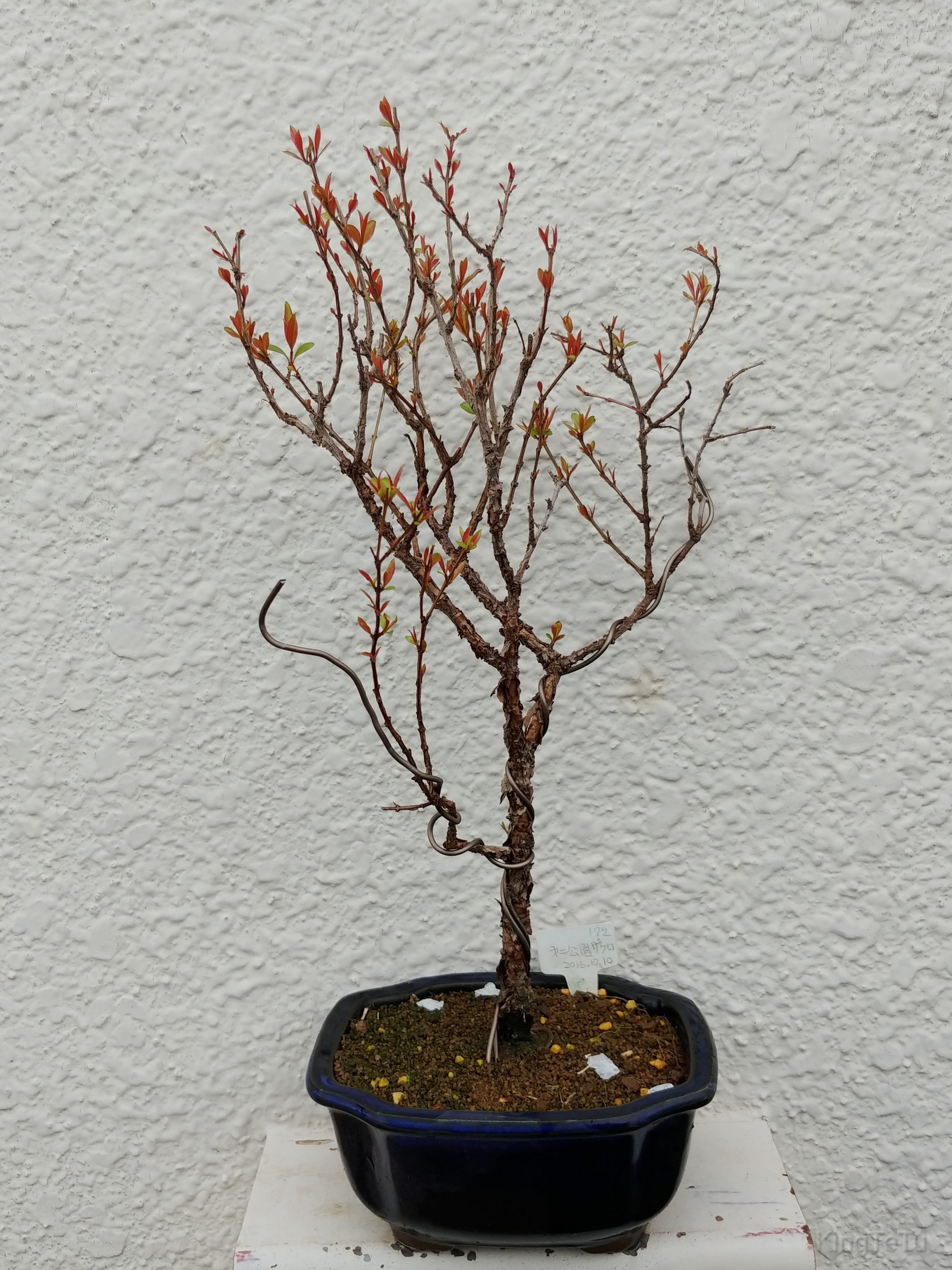 実生5年目ザクロ4月 盆栽な感じで 的な